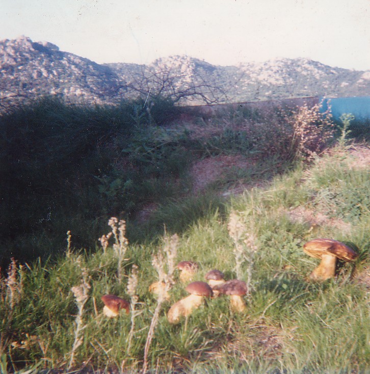 La casa dei puffi